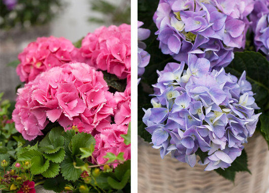 Rosa og blå hortensia Rosa og blå hortensia