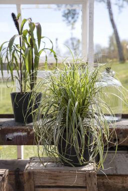 Carex i sort potte Carex i sort potte