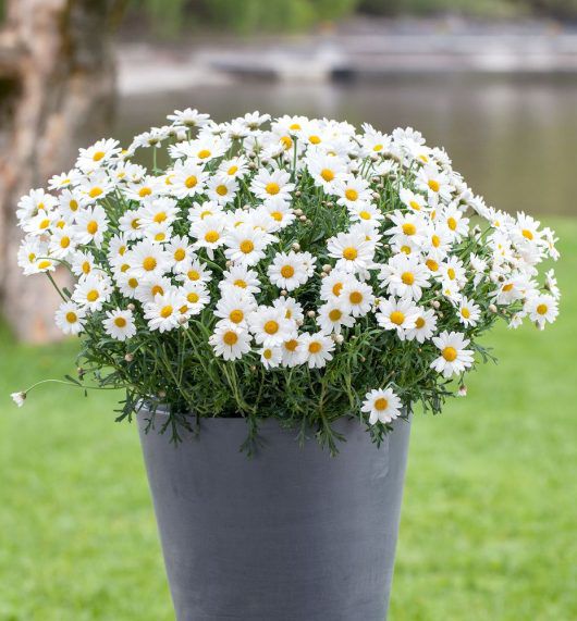 Margeritt i grå Ecopot Margeritt i grå Ecopot