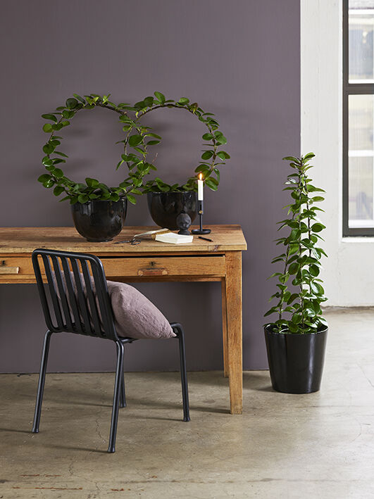 hoya voksblomst_grønne planter hoya voksblomst_grønne planter
