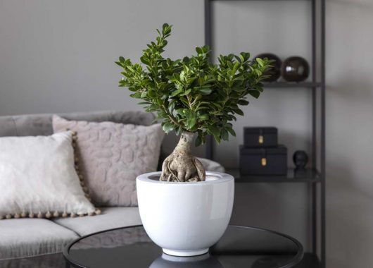 Ficus ginseng_grønne planter Ficus ginseng_grønne planter