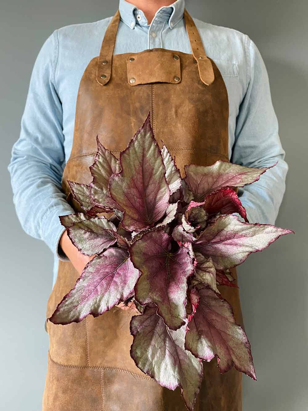 Begonia Rex Begonia Rex