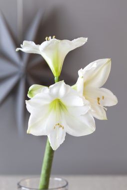 amaryllis mont blanc amaryllis mont blanc