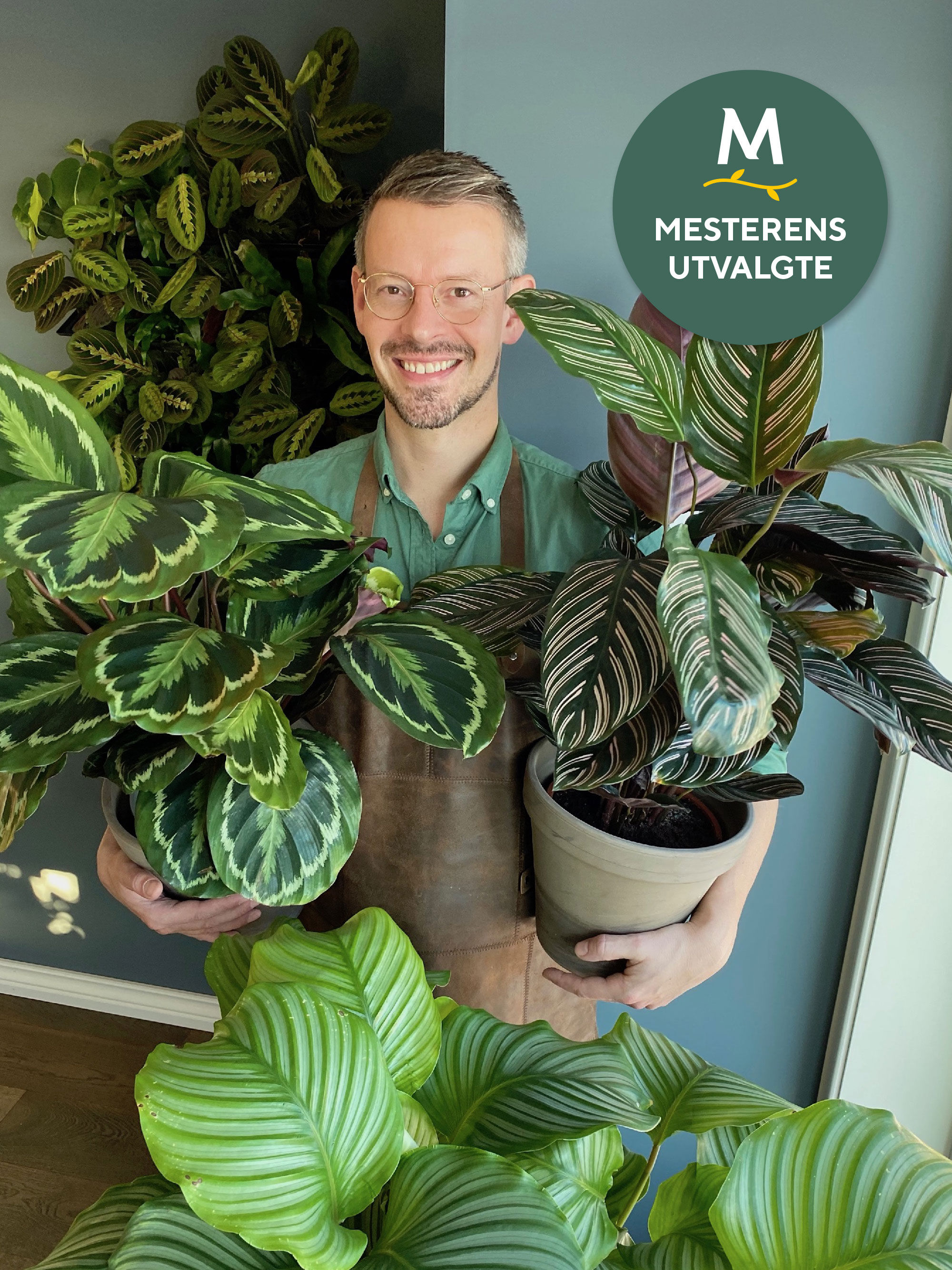 calathea calathea