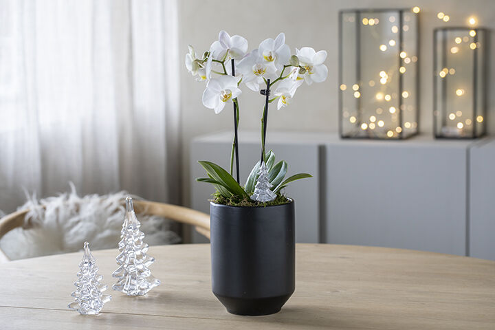 Hvit orkide i sort potte