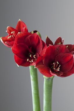 amaryllis ferrari amaryllis ferrari