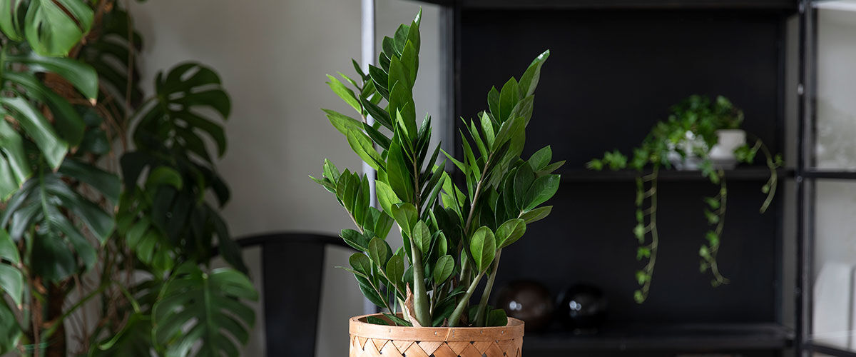 zamioculcas smaragdpalme