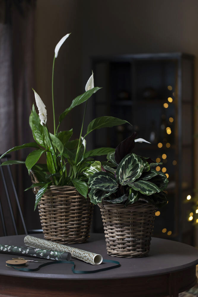 Fredslilje og Calathea Fredslilje og Calathea