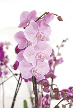 rosa phalaenopsis orkide
