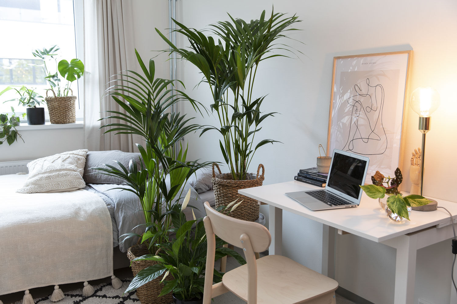 Kentia grønn plante Kentia grønn plante