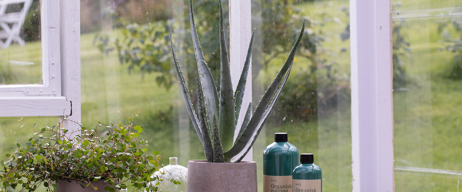 Aloe Vera