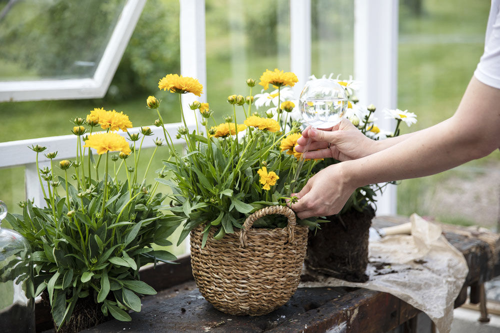 Ferievanner og ringblomst Ferievanner og ringblomst