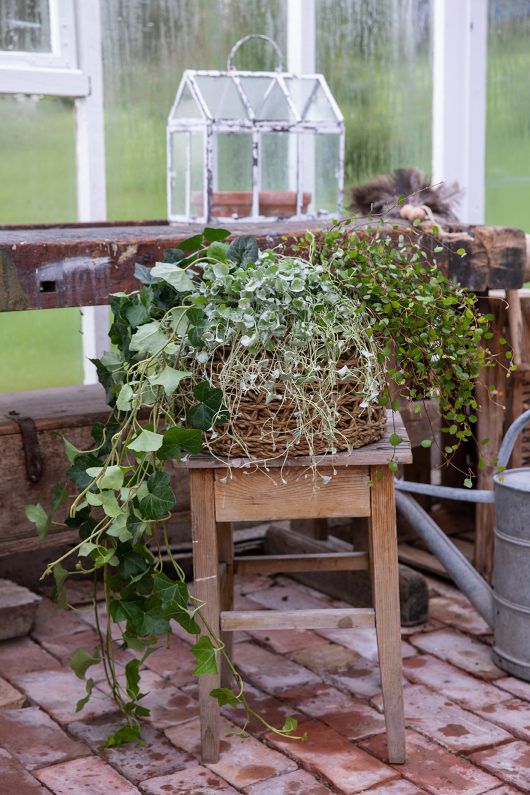 eføy og sommergrønne planter eføy og sommergrønne planter