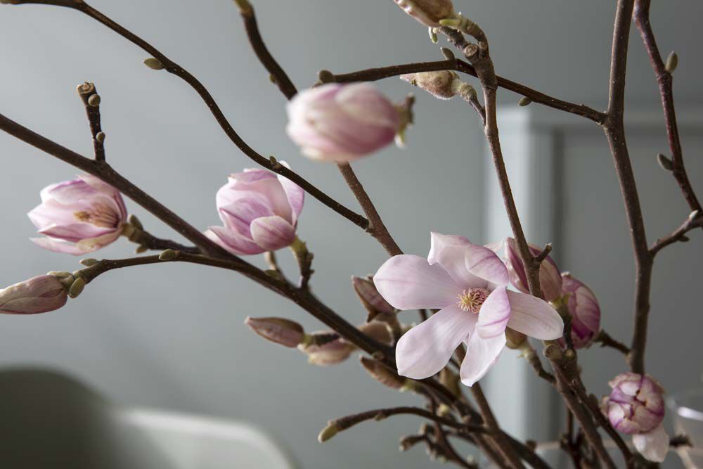 magnolia er kanskje de vakreste greinene vi har