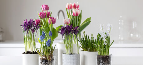 løkblomster
