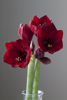 amaryllis royal velvet