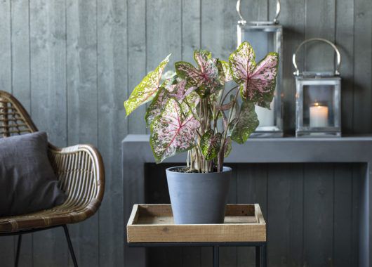 Caladium har vakre vakre bladtegninger Caladium har vakre vakre bladtegninger