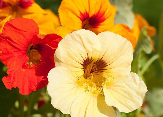 blomkarse kan du lett så selv blomkarse kan du lett så selv