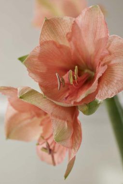 amaryllis rilona amaryllis rilona