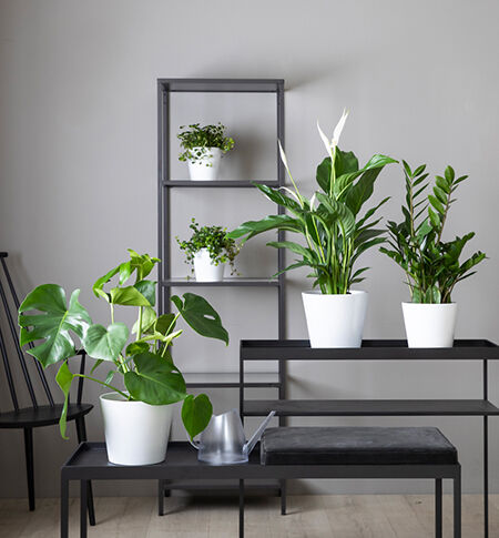 1 års kvalitetsgaranti på alle grønne planter 1 års kvalitetsgaranti på alle grønne planter
