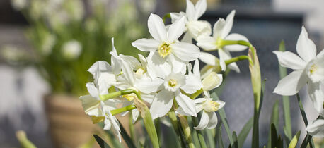 hvite pinseliljer eller narciss er vakre om våren