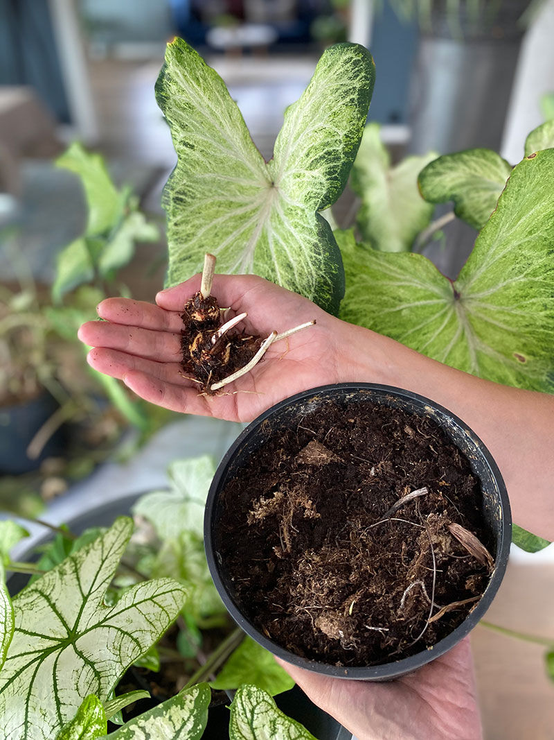 Caladium knoller Caladium knoller