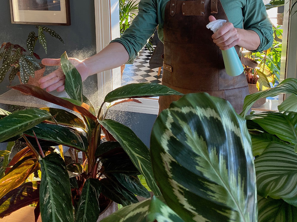 Dusj de grønne plantene dine Dusj de grønne plantene dine