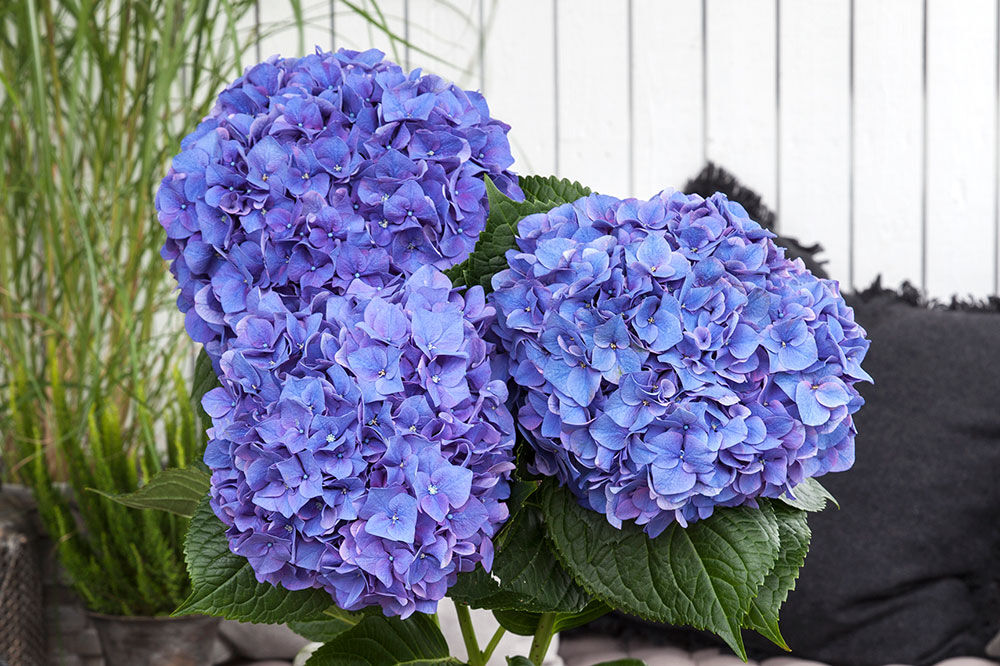 Blå hortensia
