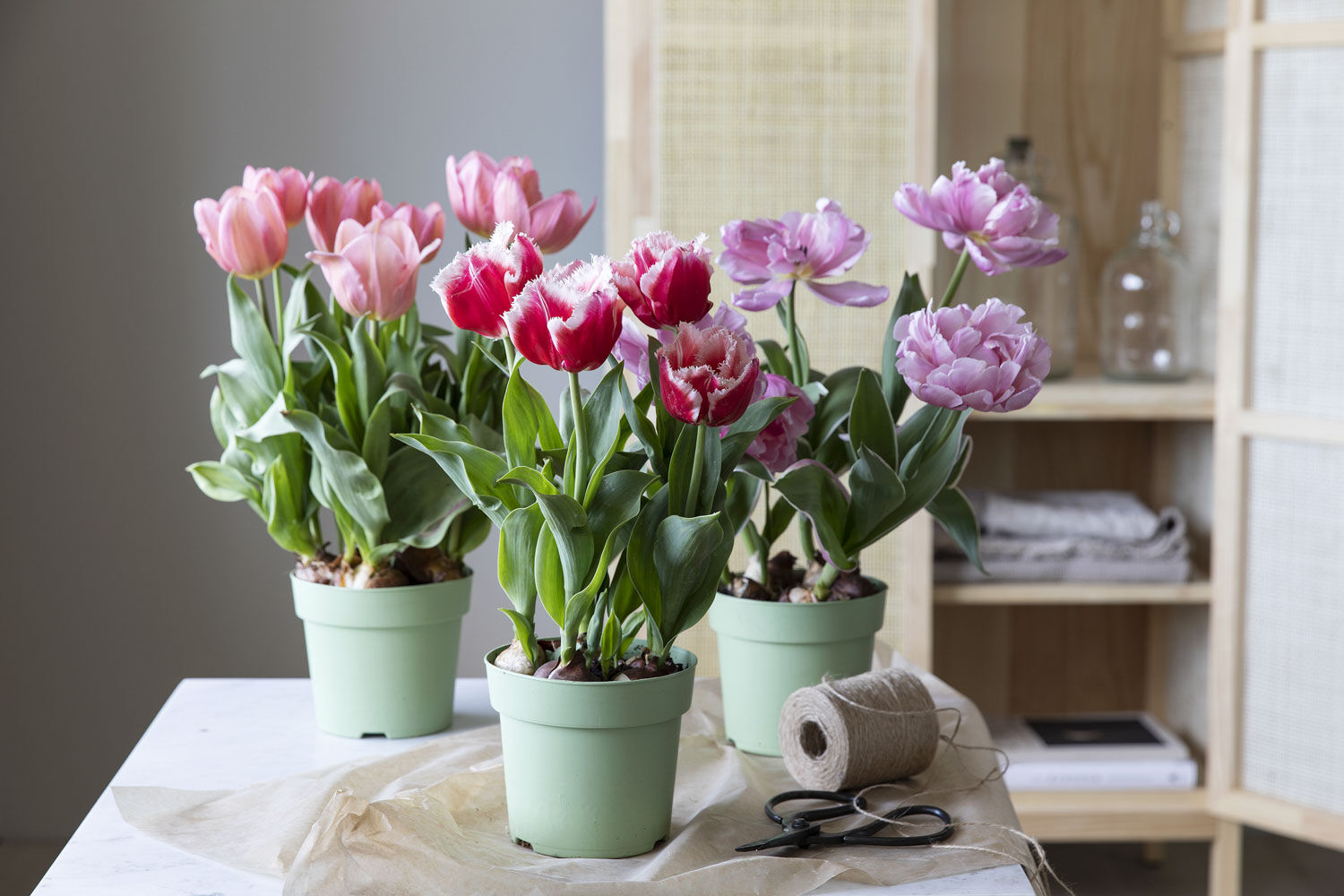 Tulipaner Tulipaner