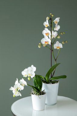 Phalaenopsis Phalaenopsis