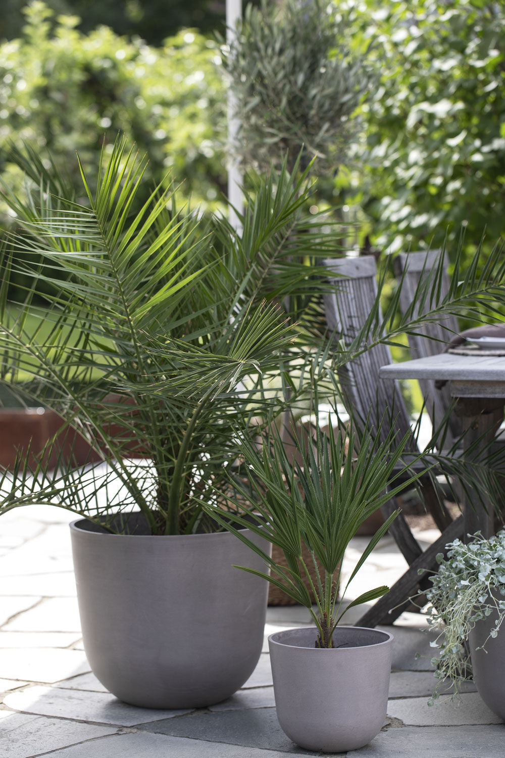 Chamaerops palme Chamaerops palme