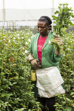 Fairtrade roseplantasje Fairtrade roseplantasje