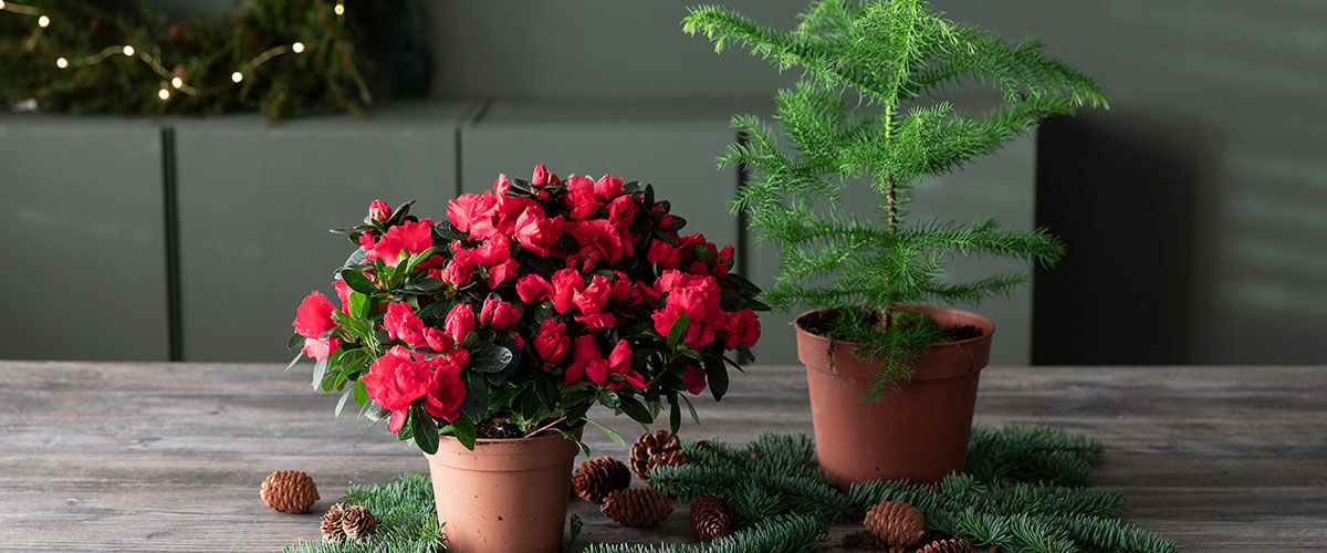 Hvite juleblomster