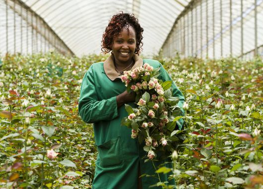Fairtrade roseplantasje