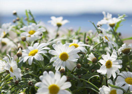 Sommerlig margeritt Sommerlig margeritt