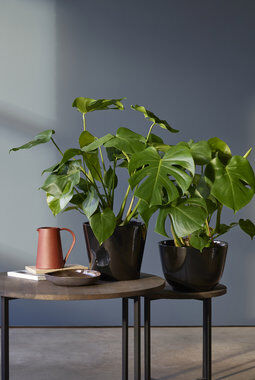 Monstera Monstera