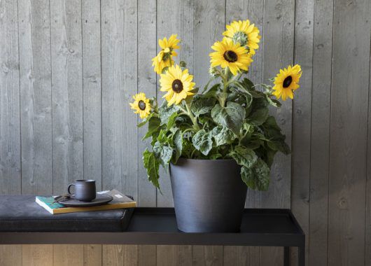 strålende solsikker gir varme og glede strålende solsikker gir varme og glede