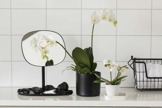 hvit phalaenopsis orkide i miljø hvit phalaenopsis orkide i miljø