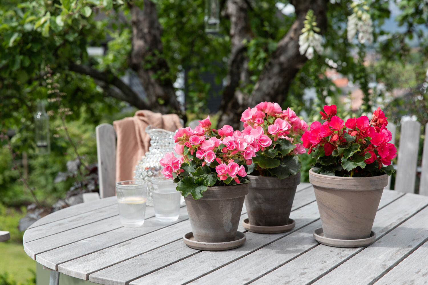 Betulia kommer i fargene rosa og rød Betulia kommer i fargene rosa og rød