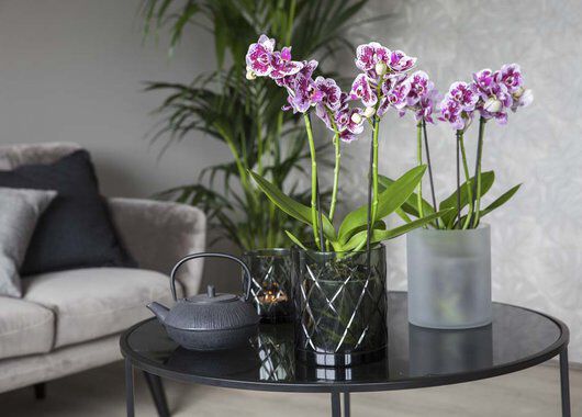Phalaenopsis orkideer Phalaenopsis orkideer
