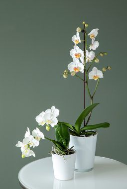 Phalaenopsis orkide