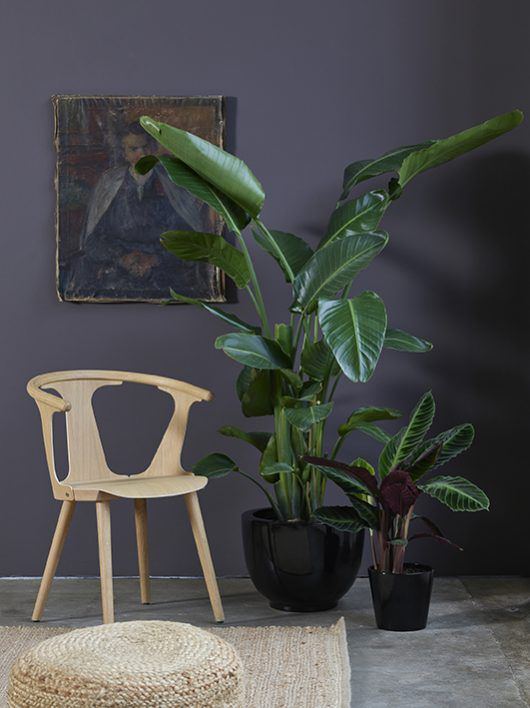 grønne planter i potte_strelitzia grønne planter i potte_strelitzia