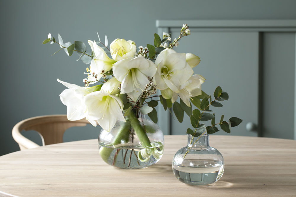 amaryllis 