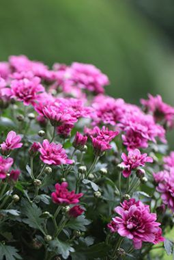 rosa_frilandskrysantemum_høst rosa_frilandskrysantemum_høst