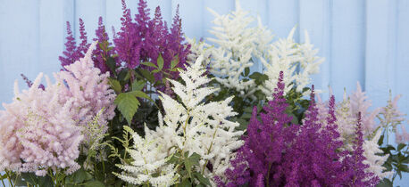 Astilbe i flere farger