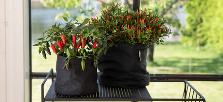 Chiliplanter i selvanningspotten Grow-in