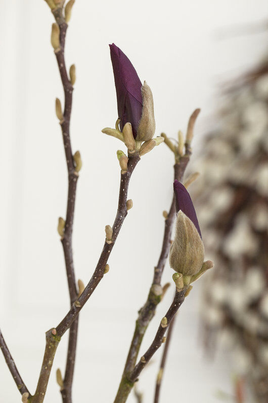 magnolia blomster er vakkert tidlig på våren magnolia blomster er vakkert tidlig på våren