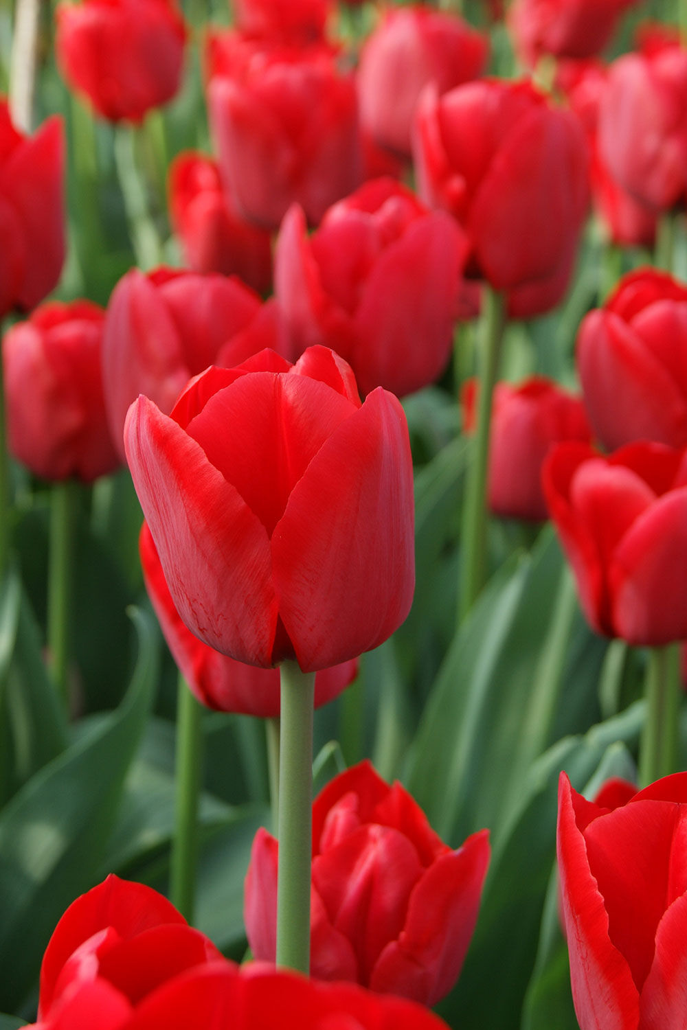 røde tulipaner