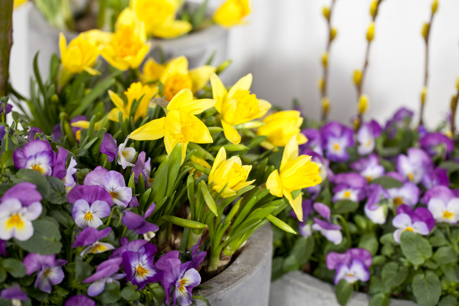 viola sammen med gule påskeliljer gir deilig vårstemning viola sammen med gule påskeliljer gir deilig vårstemning
