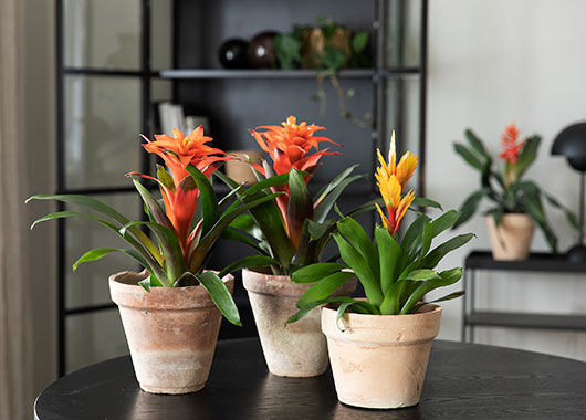 Bromelia Bromelia